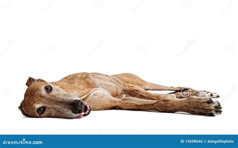 laying greyhounds|In.
